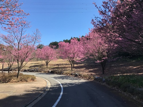 ピンクの桜が満開（ソメイヨシノじゃないけど）