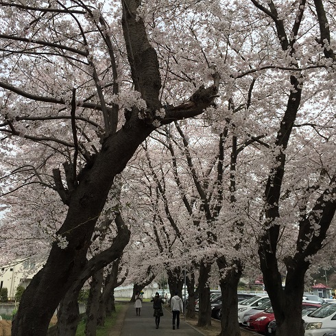 こどもの国の桜2015